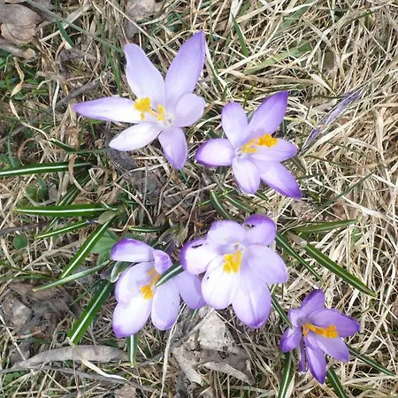 홈스테이 Goscinne W Gorach 코스실리스코