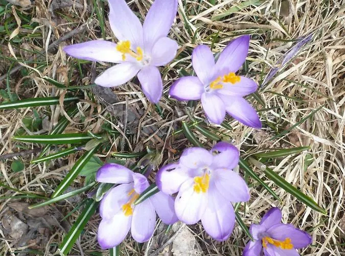 Δωμάτια σε οικογενειακή κατοικία Goscinne W Gorach Kościelisko